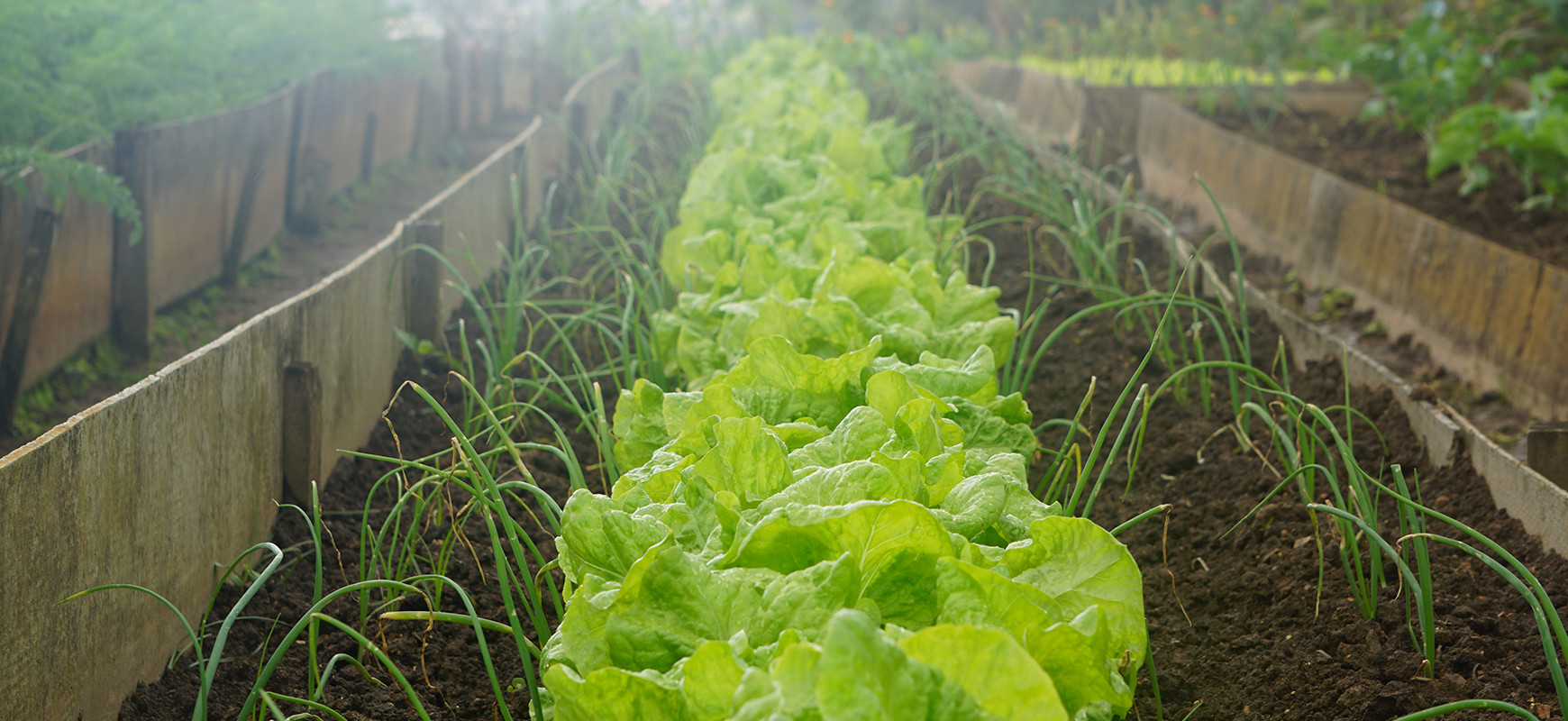 Vauthelin entretien potager